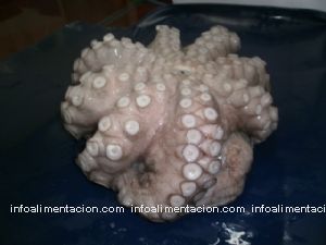 venta pulpo congelado